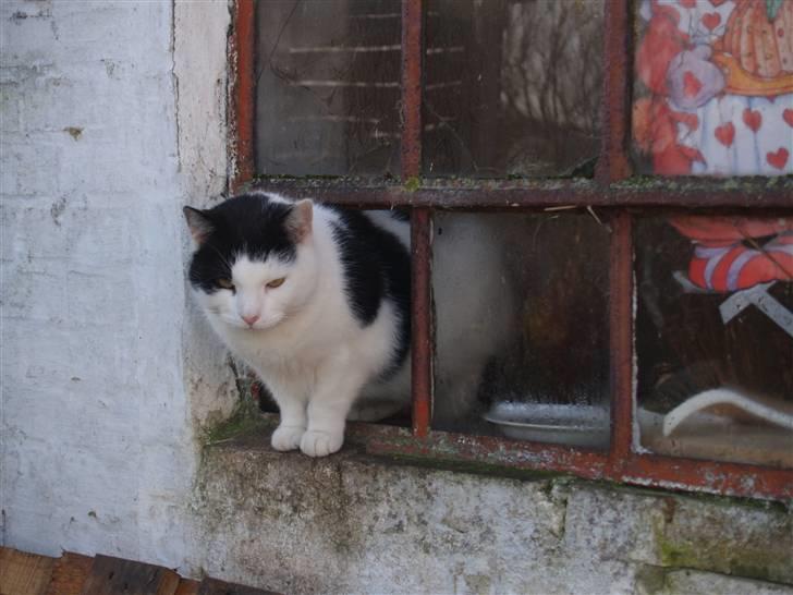 Huskat Flika - (; billede 20