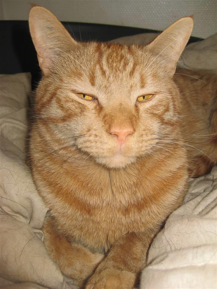 Blanding af racer MCO/? O'Malley - 1 år og 4 mdr. gl. April 2009 billede 7