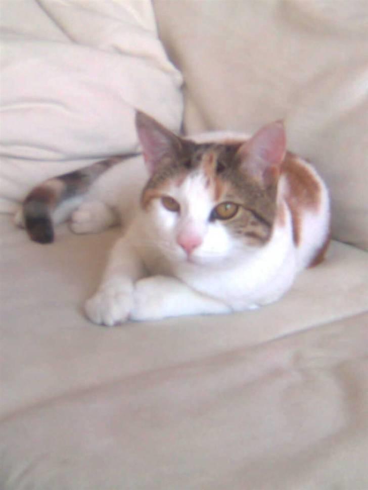 Huskat Sasha Dupont billede 2