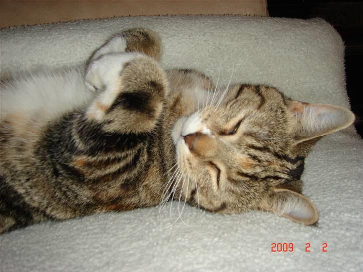 Huskat Mille - mille putter i sofaen :) billede 14