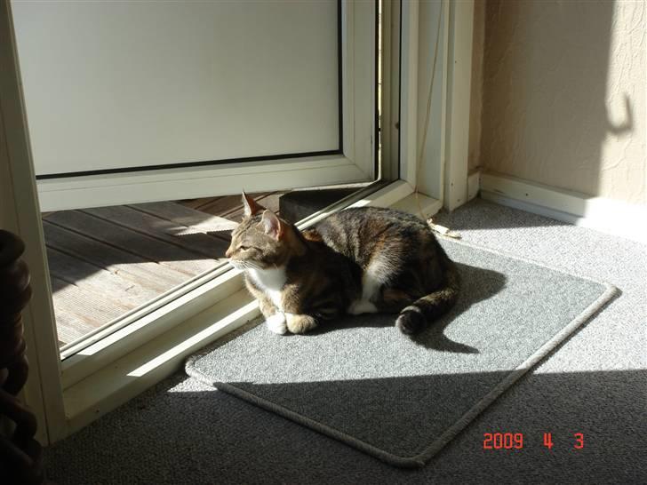 Huskat Mille - mille elsker at ligge i solstrålerne :) billede 15