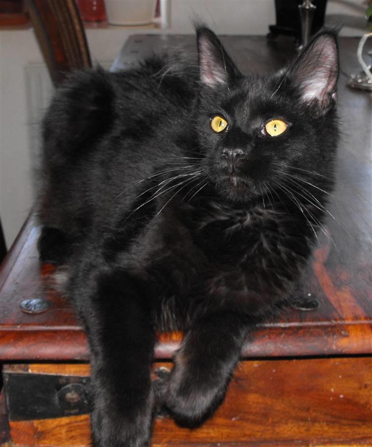 Maine Coon CH vom Stolzensee Yill billede 1