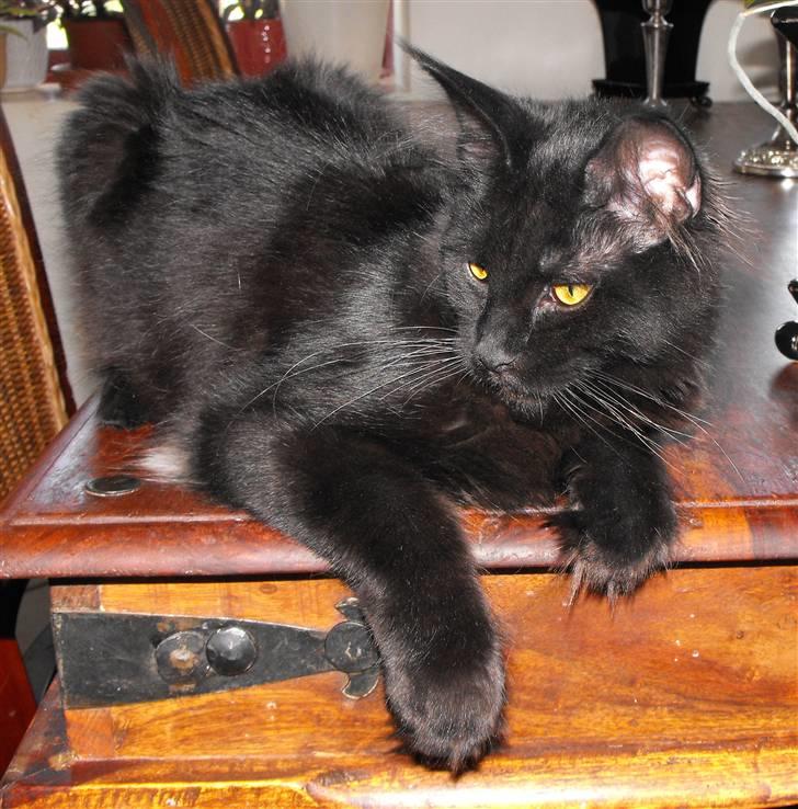 Maine Coon CH vom Stolzensee Yill billede 2