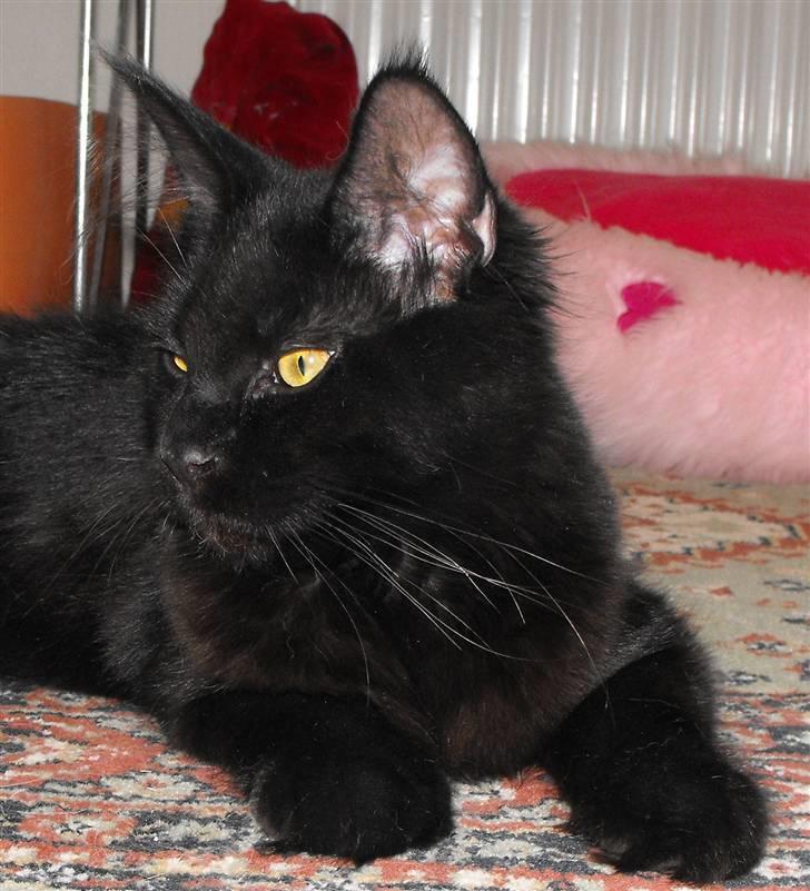 Maine Coon CH vom Stolzensee Yill billede 3