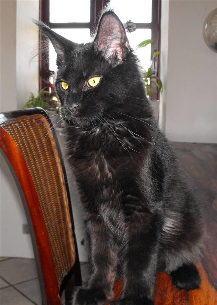 Maine Coon CH vom Stolzensee Yill billede 5