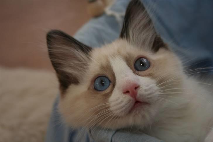 Ragdoll S*Chorotegas Victor Hugo billede 11