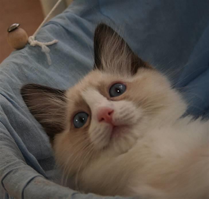 Ragdoll S*Chorotegas Victor Hugo billede 12