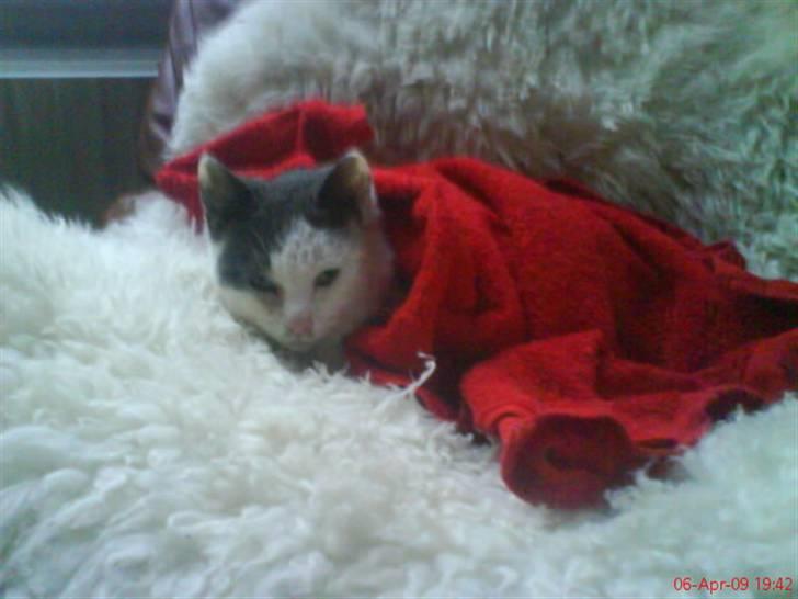 Huskat Oliver R.I.P billede 14