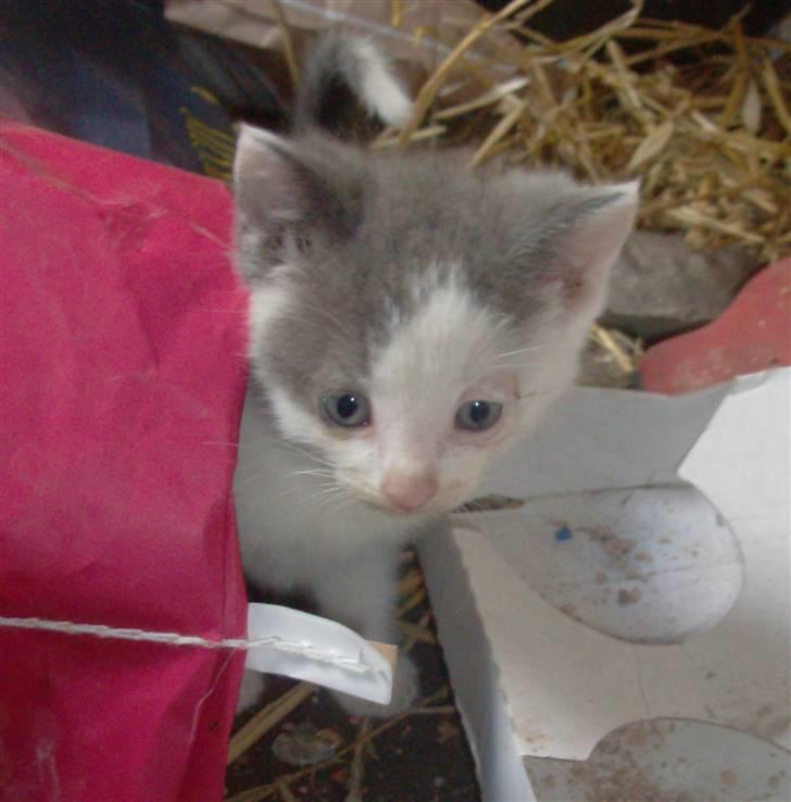 Huskat Oliver R.I.P billede 15