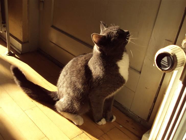 Huskat Buller DØDE 12/12/09 billede 1