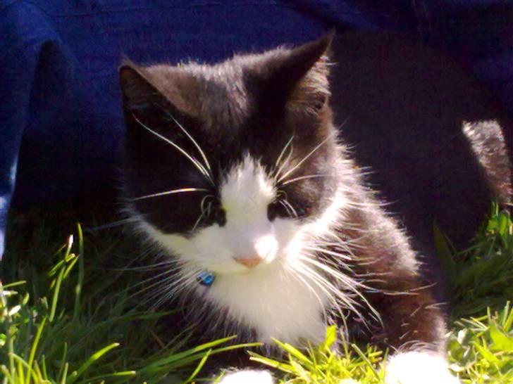 Blanding af racer Speedy billede 1