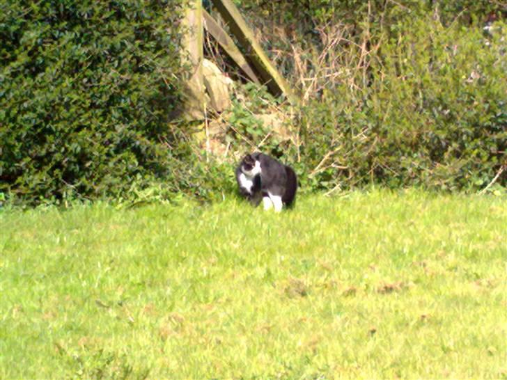 Blanding af racer Speedy billede 2