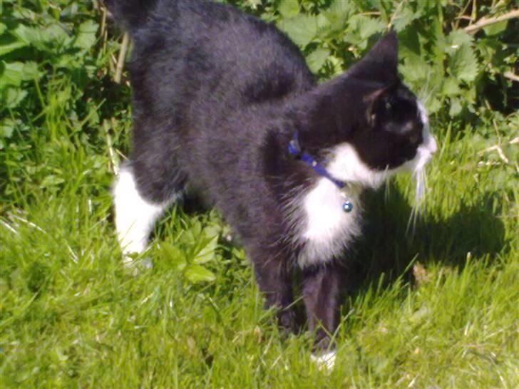 Blanding af racer Speedy billede 3