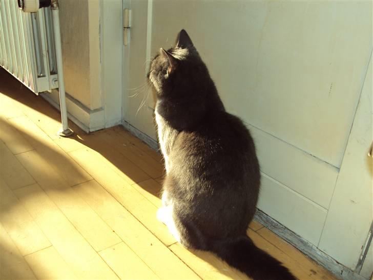 Huskat Buller DØDE 12/12/09 billede 2