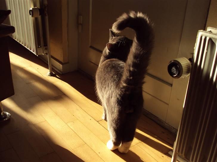 Huskat Buller DØDE 12/12/09 billede 3