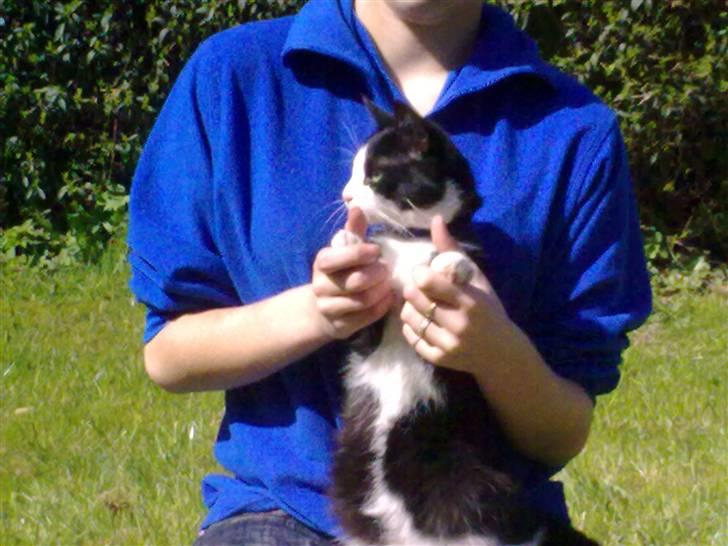 Blanding af racer Speedy billede 4