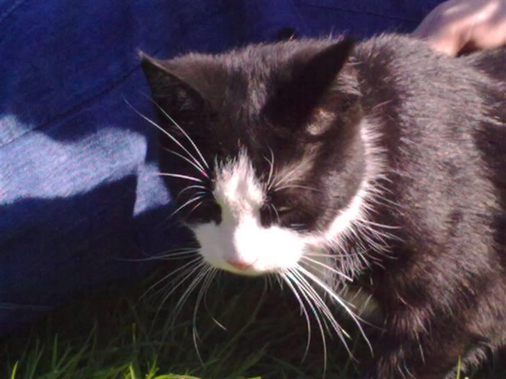 Blanding af racer Speedy billede 5