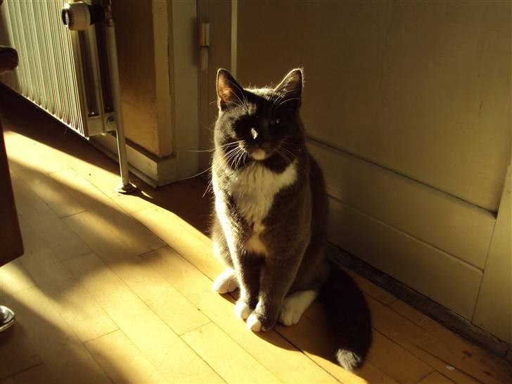 Huskat Buller DØDE 12/12/09 billede 4