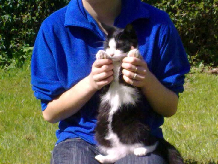 Blanding af racer Speedy billede 6