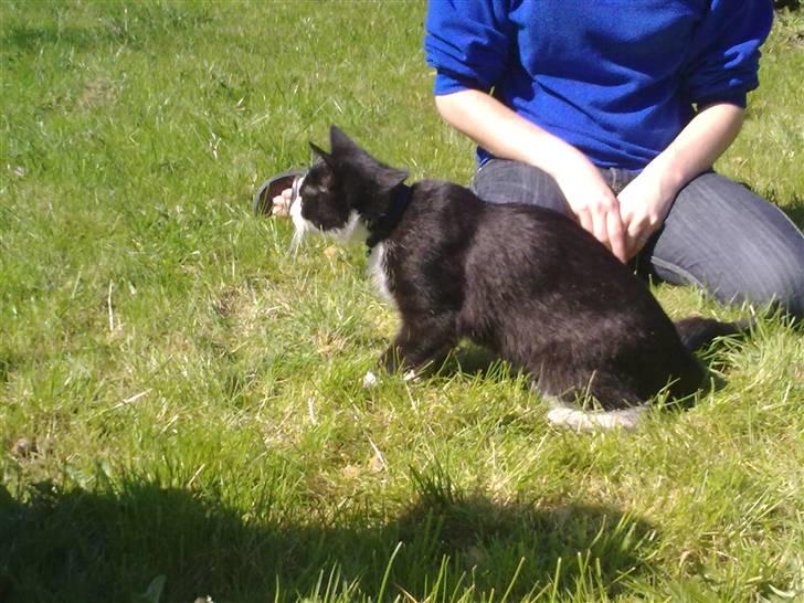 Blanding af racer Speedy billede 7