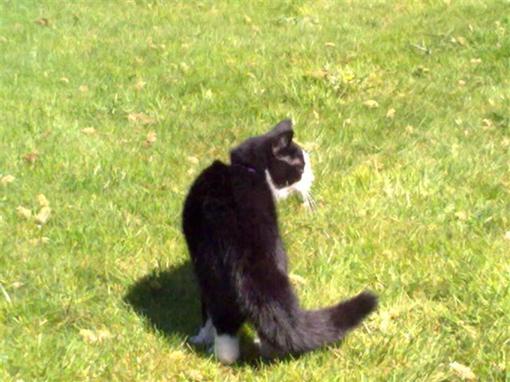 Blanding af racer Speedy billede 8