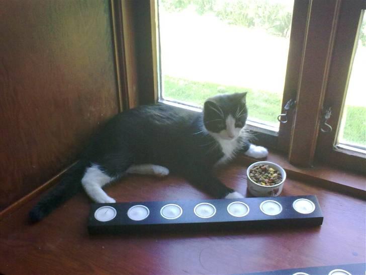 Blanding af racer Speedy billede 9