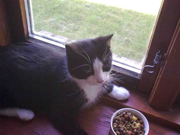 Blanding af racer Speedy billede 10