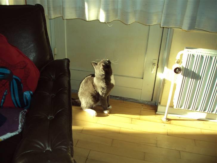 Huskat Buller DØDE 12/12/09 billede 5