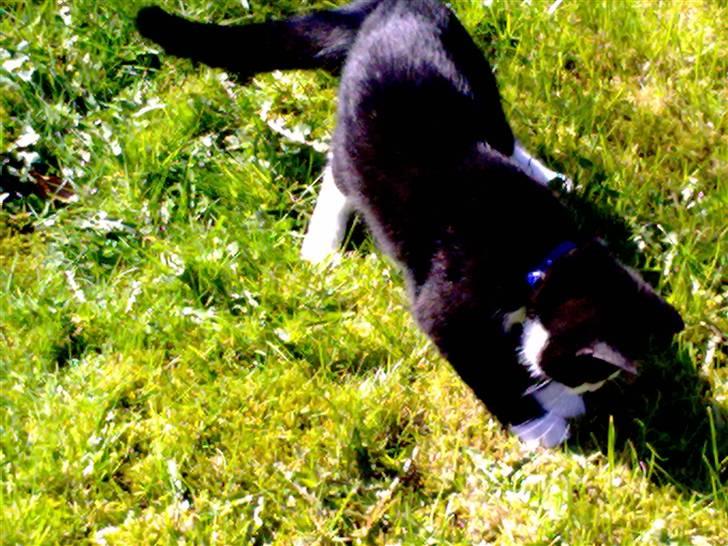 Blanding af racer Speedy billede 11