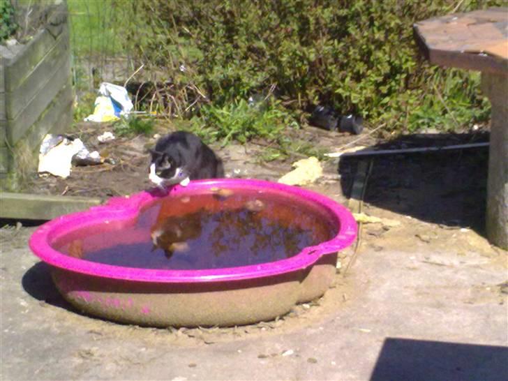 Blanding af racer Speedy billede 12