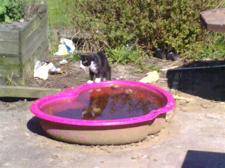 Blanding af racer Speedy billede 13