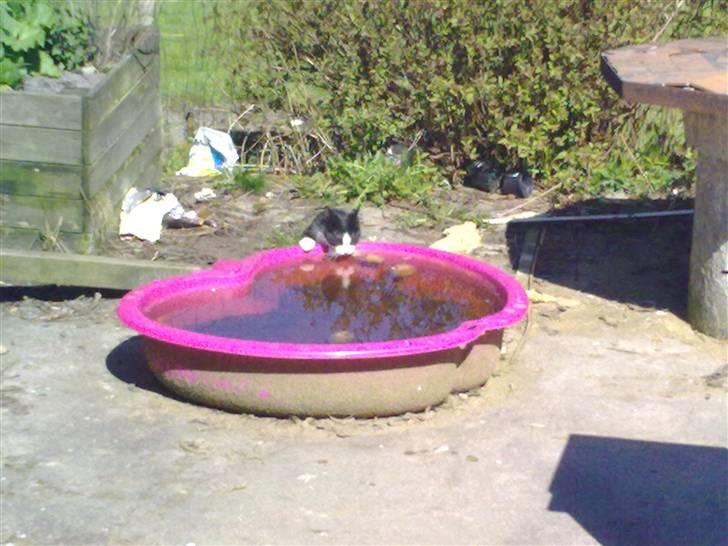 Blanding af racer Speedy billede 14