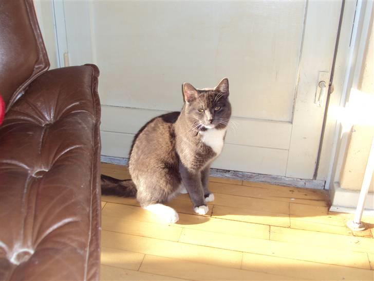 Huskat Buller DØDE 12/12/09 billede 6