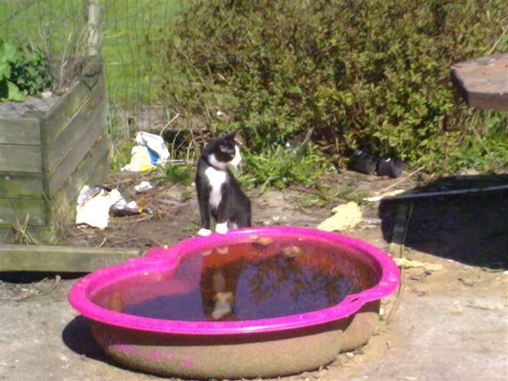 Blanding af racer Speedy billede 15