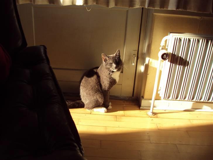 Huskat Buller DØDE 12/12/09 billede 7