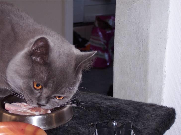 British Shorthair Homer - homer spiser kødben, han elsker råt kød :-D billede 16