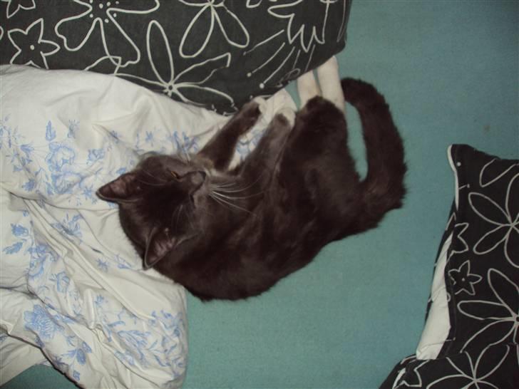 Huskat Buller DØDE 12/12/09 billede 9