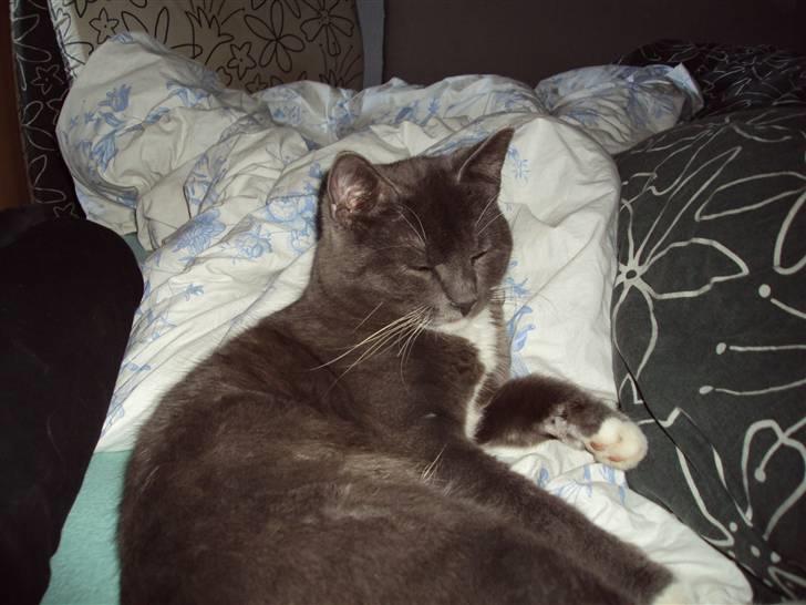 Huskat Buller DØDE 12/12/09 billede 10