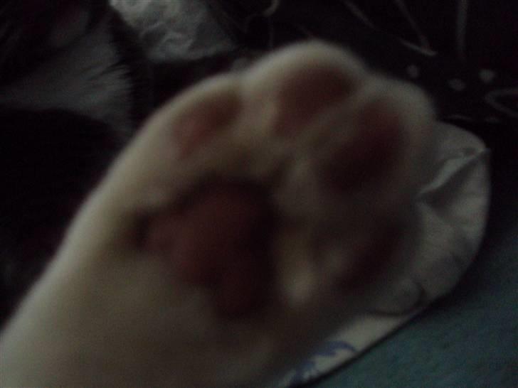 Huskat Buller DØDE 12/12/09 billede 11