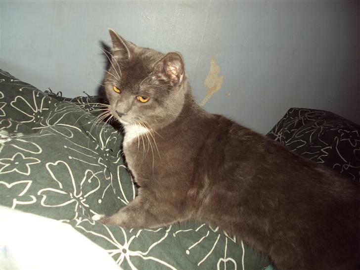 Huskat Buller DØDE 12/12/09 billede 12