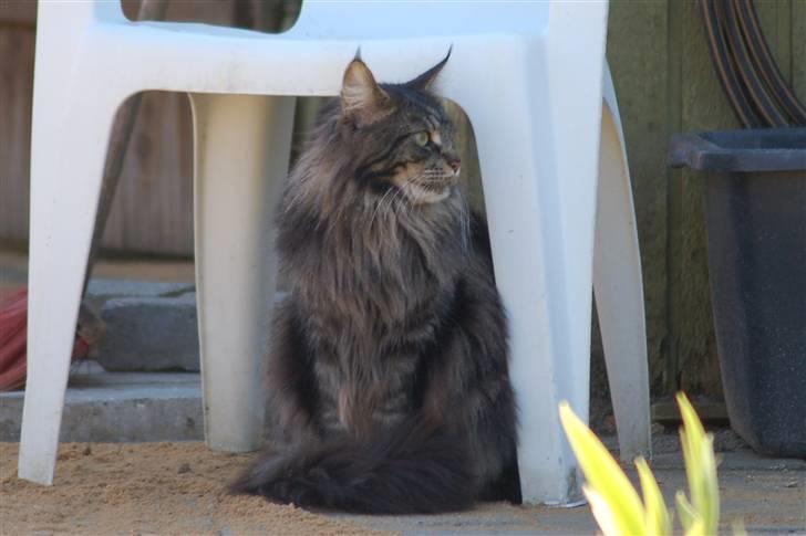 Maine Coon Kafra's Kiss me Tiger  billede 1