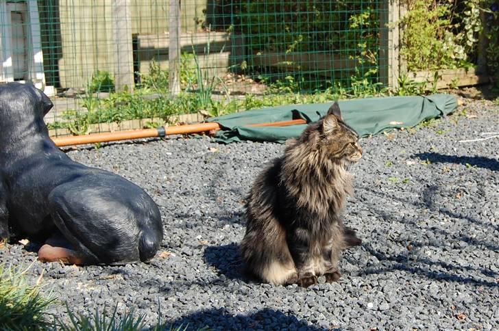 Maine Coon Kafra's Kiss me Tiger  billede 2