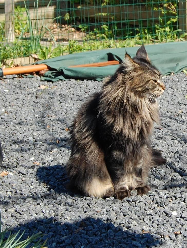 Maine Coon Kafra's Kiss me Tiger  billede 3