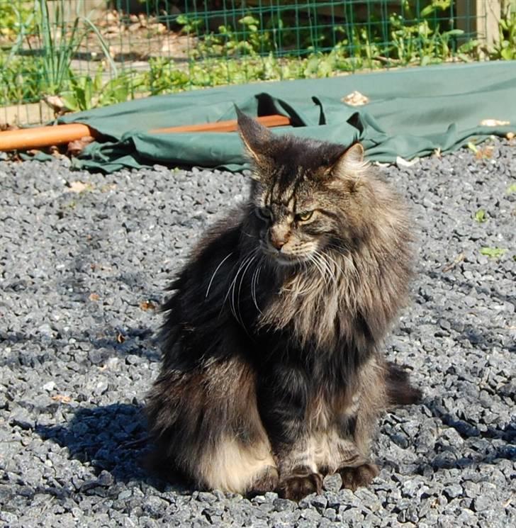 Maine Coon Kafra's Kiss me Tiger  billede 4