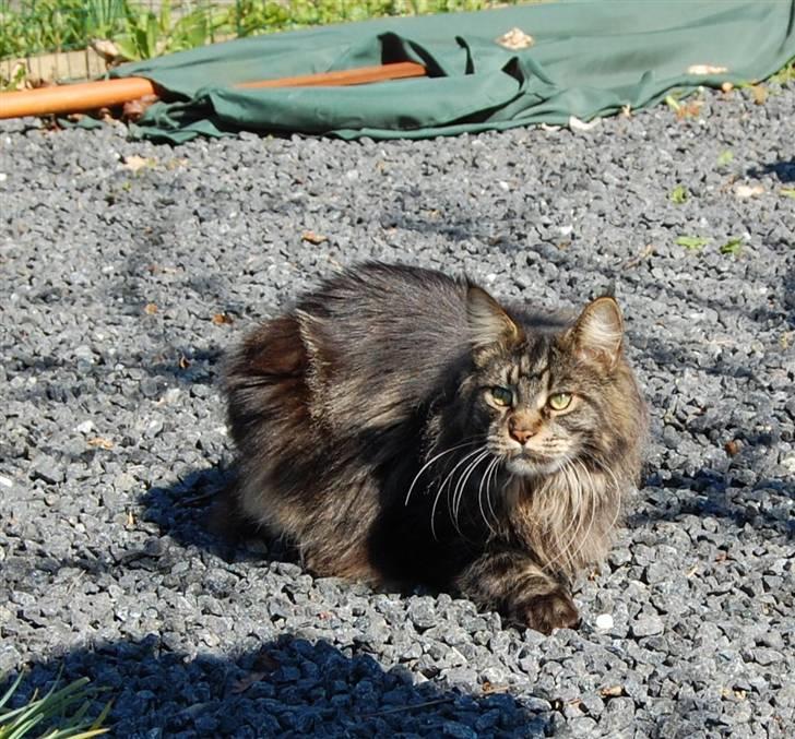 Maine Coon Kafra's Kiss me Tiger  billede 5