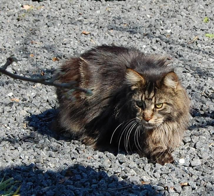 Maine Coon Kafra's Kiss me Tiger  billede 6