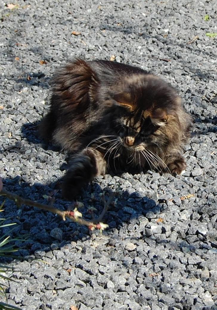 Maine Coon Kafra's Kiss me Tiger  billede 7