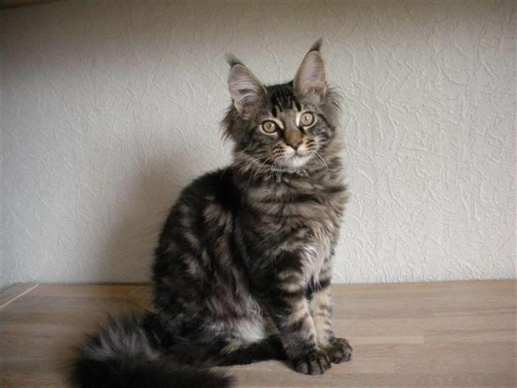 Maine Coon Hugo billede 1