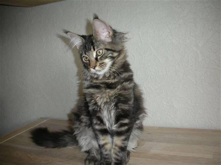 Maine Coon Hugo billede 2