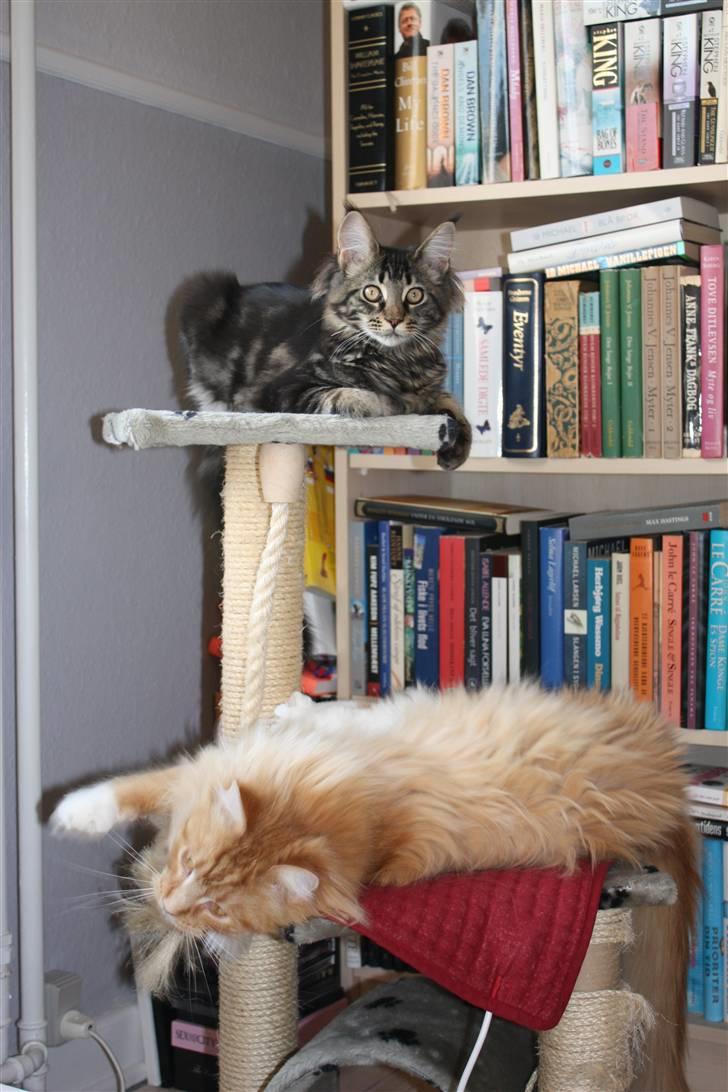 Maine Coon Hugo - Her ligger jeg meget godt, mens jeg kan kigge ned på storebror Messi billede 3